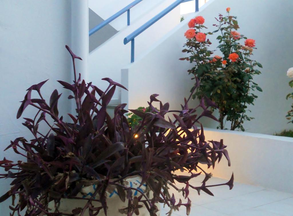 Dimitra Apartment Hotel سكافيديا المظهر الخارجي الصورة
